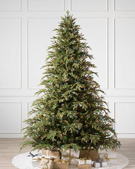 Brewer Spruce Tree- child-1
